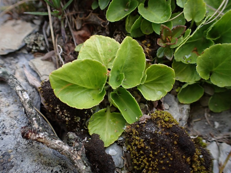 Viola adenothrix photo 6