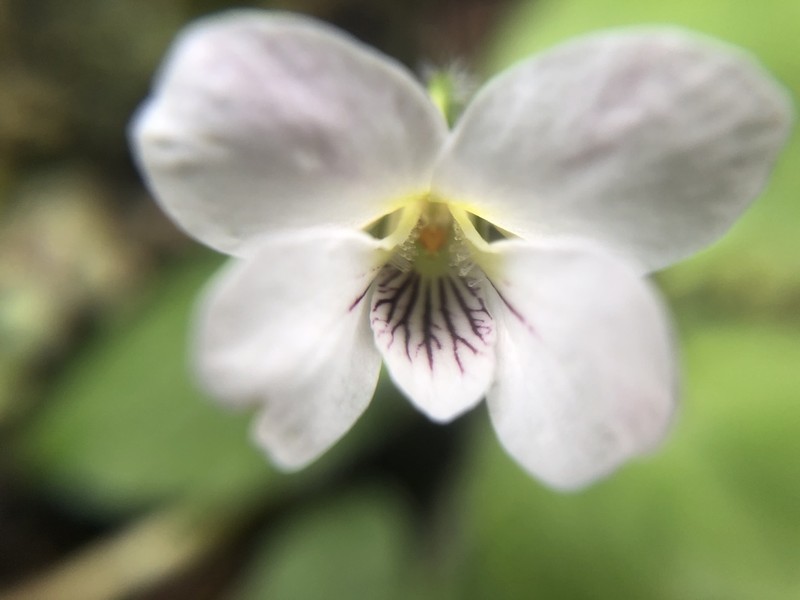 Viola adenothrix photo 7