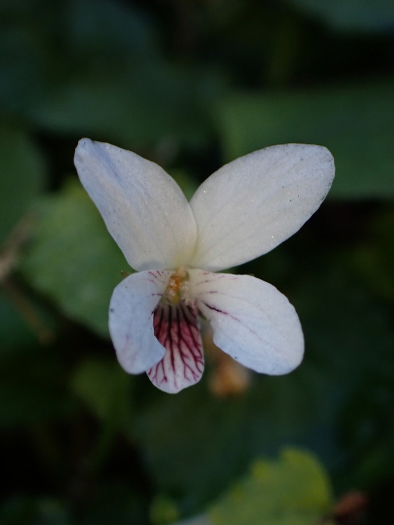 Viola adenothrix photo 8