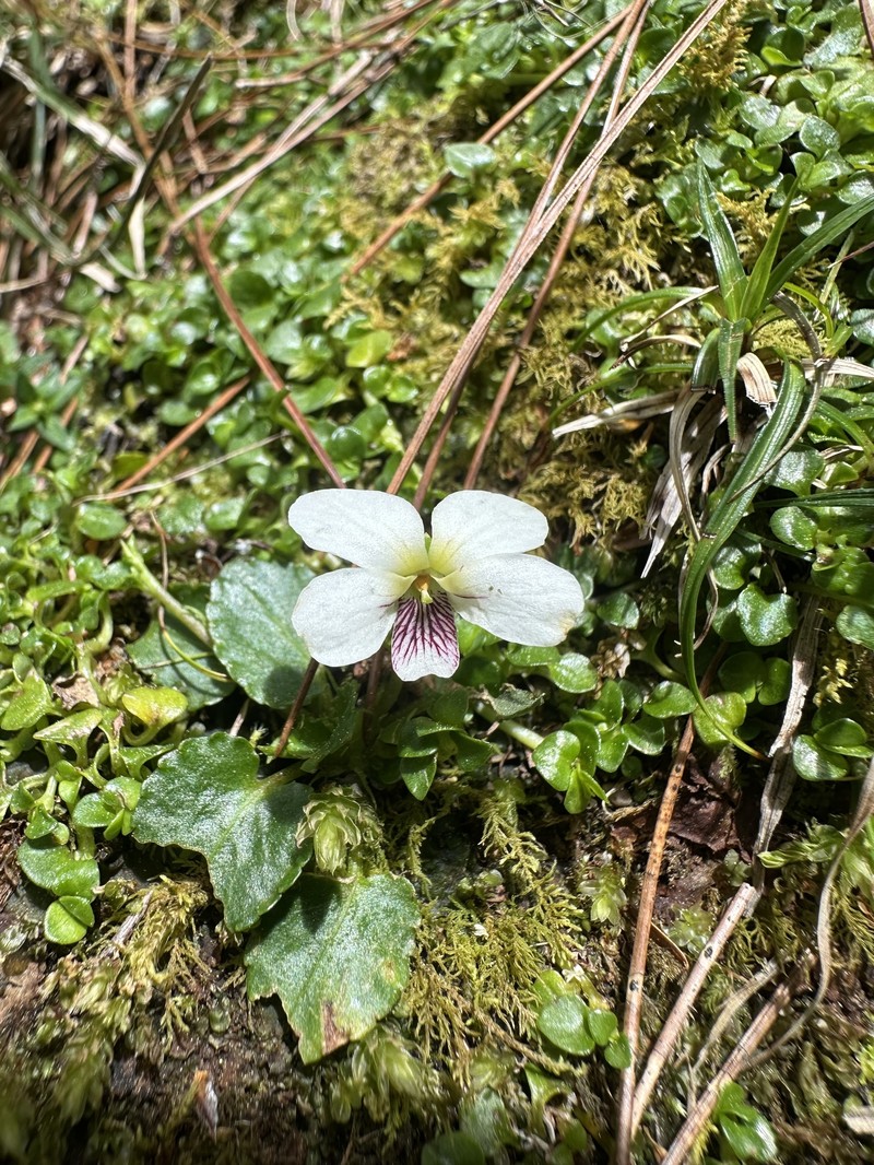 Viola adenothrix var. tsugitakaensis