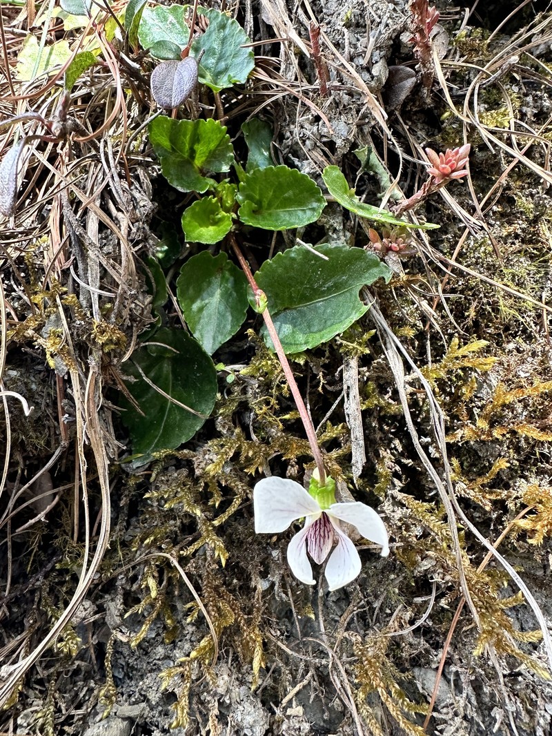 Viola adenothrix var. tsugitakaensis photo 2