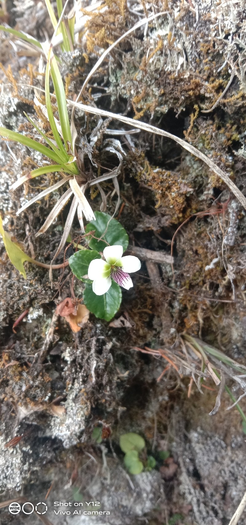 Viola adenothrix var. tsugitakaensis photo 3
