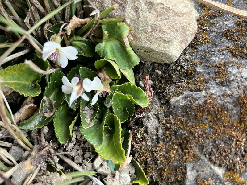 Viola adenothrix var. tsugitakaensis photo 4