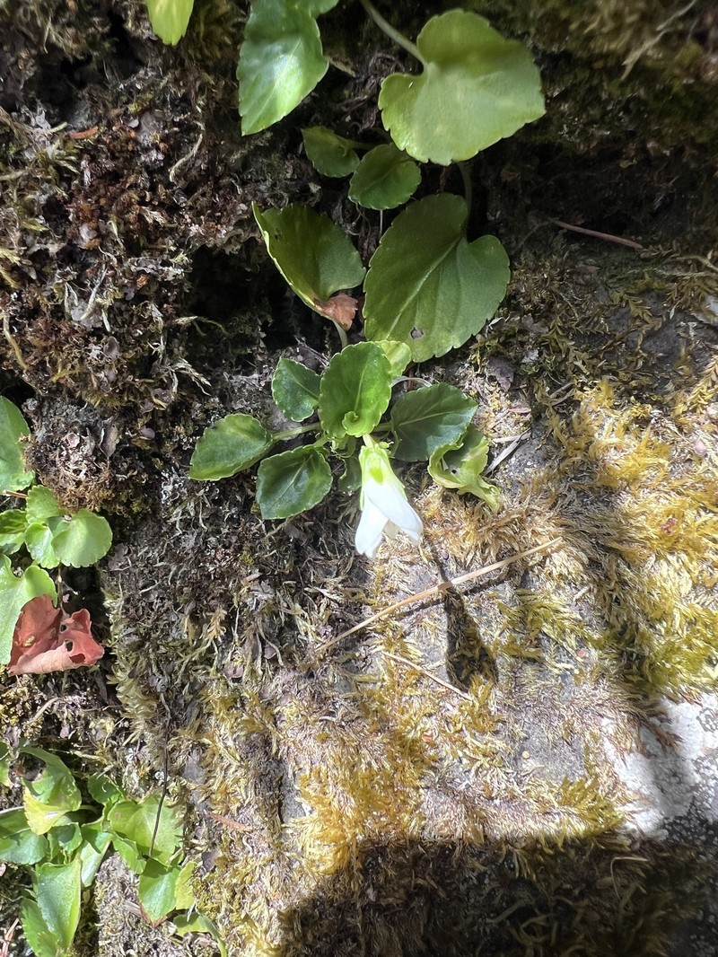 Viola adenothrix var. tsugitakaensis photo 5