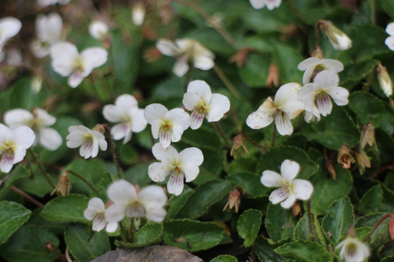 Viola adenothrix var. tsugitakaensis photo 6