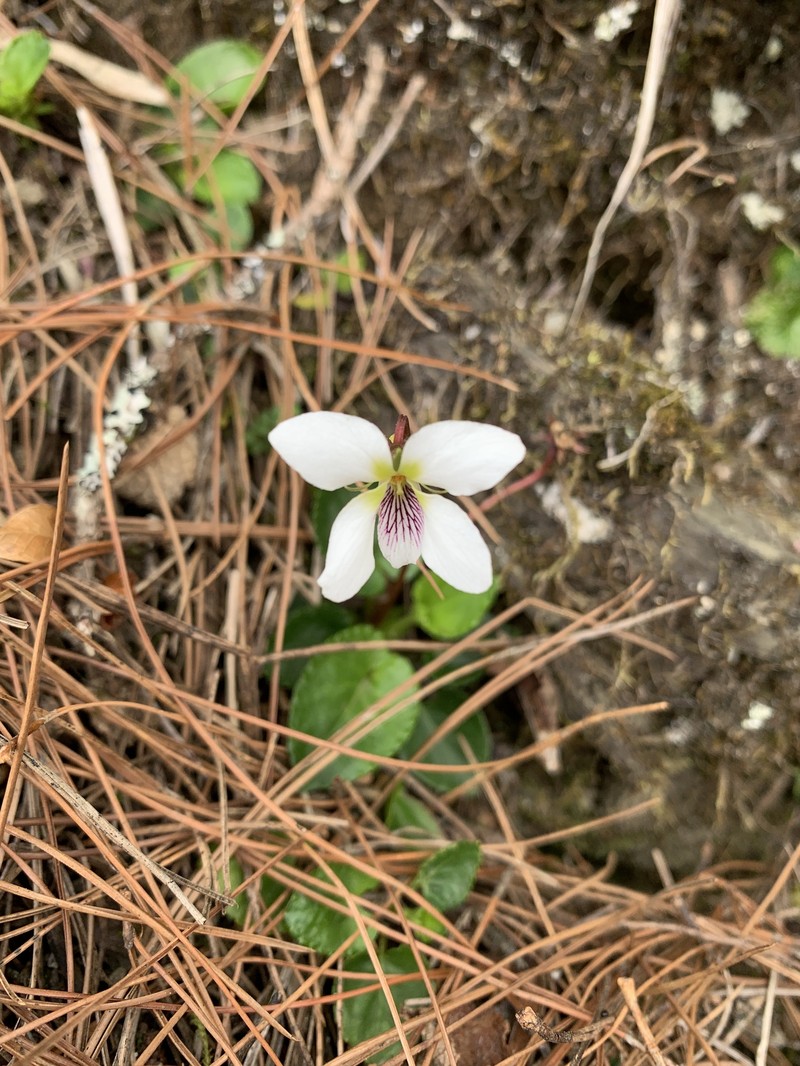 Viola adenothrix var. tsugitakaensis photo 7