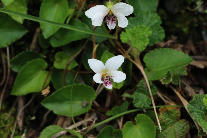 Viola adenothrix var. tsugitakaensis photo 8