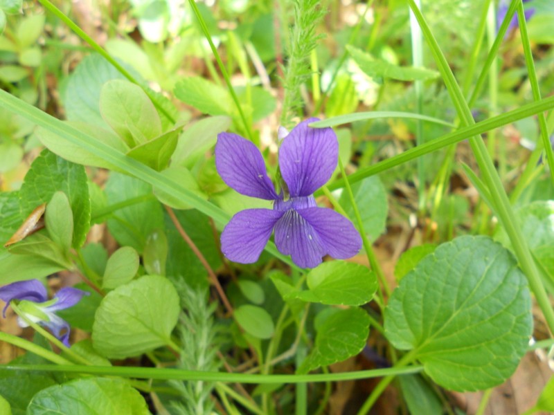 Hookedspur Violet photo 3