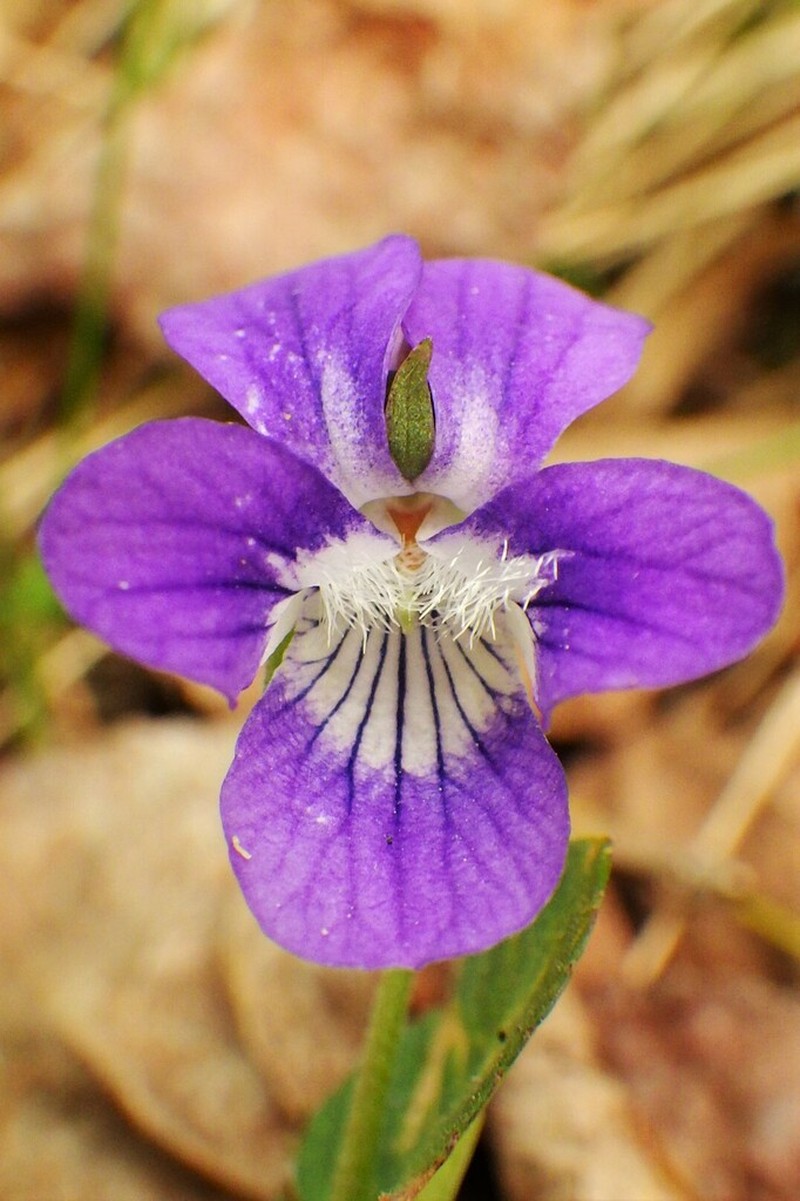 Hookedspur Violet photo 4