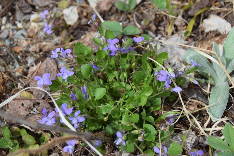 Hookedspur Violet photo 5