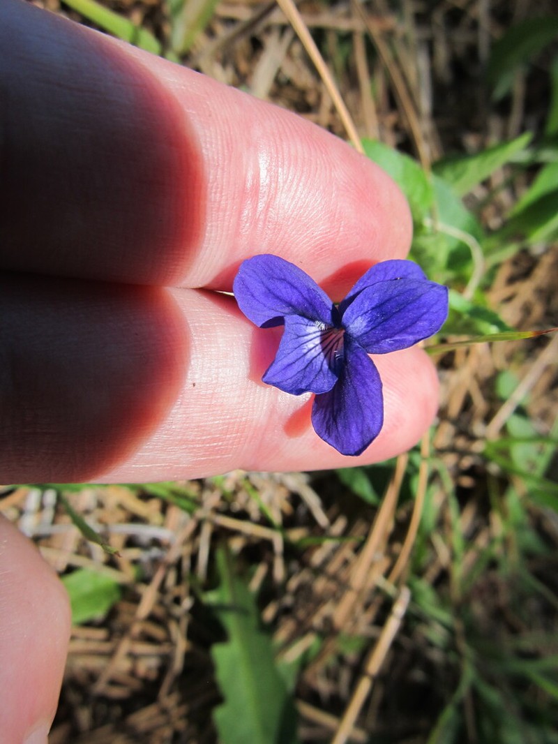Hookedspur Violet photo 7