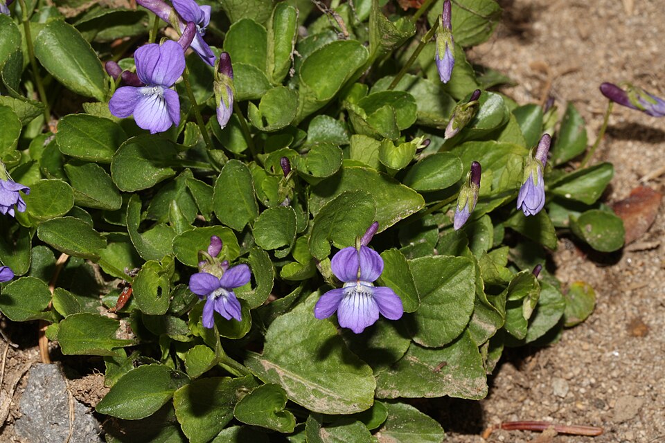 Hookedspur Violet photo 6