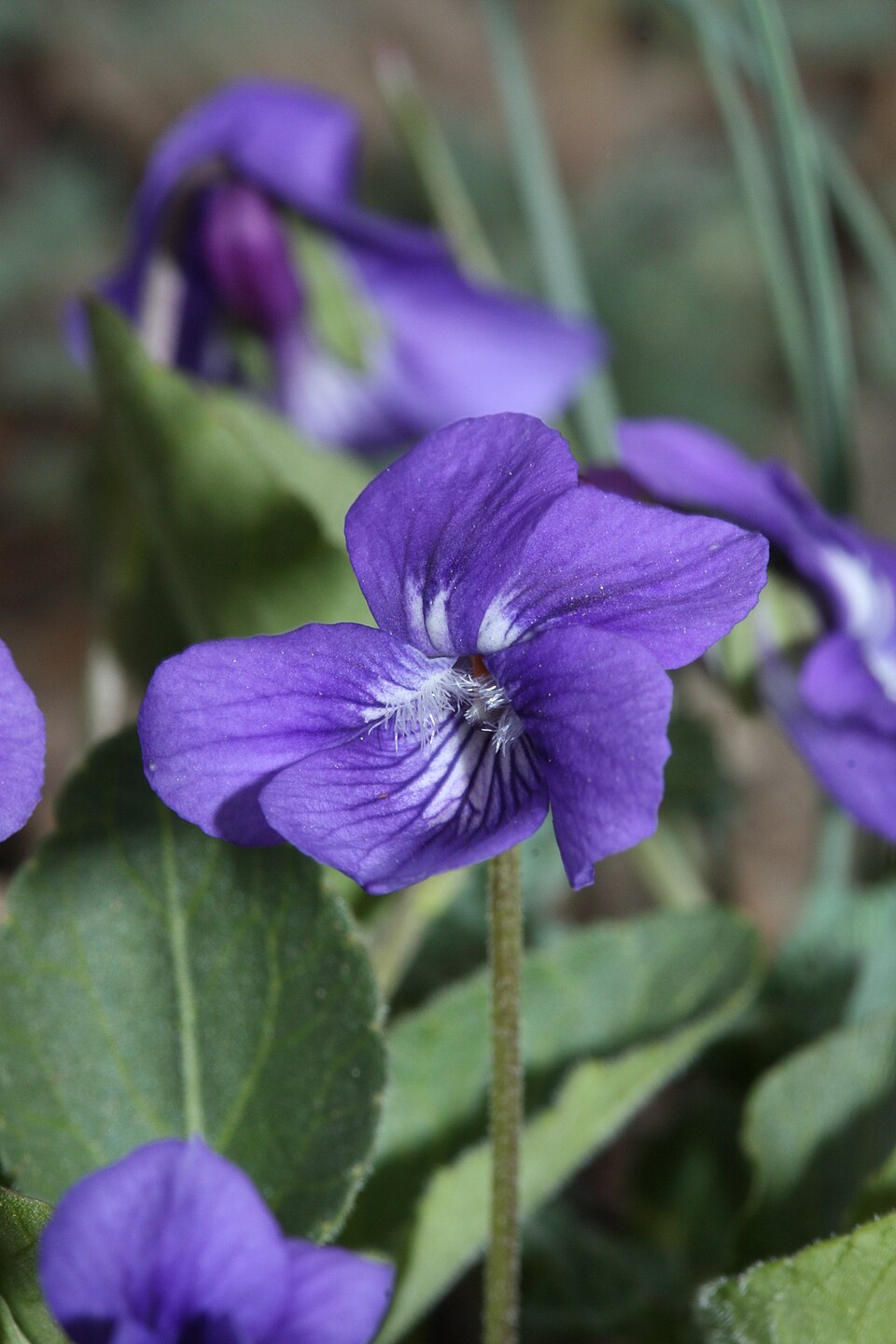 Hookedspur Violet