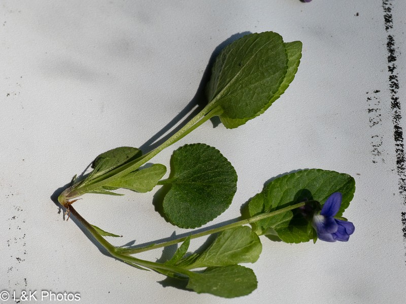 Viola aduncoides photo 2