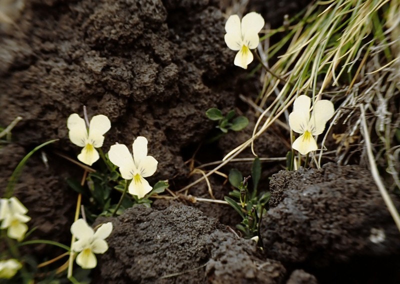 Viola aethnensis photo 2