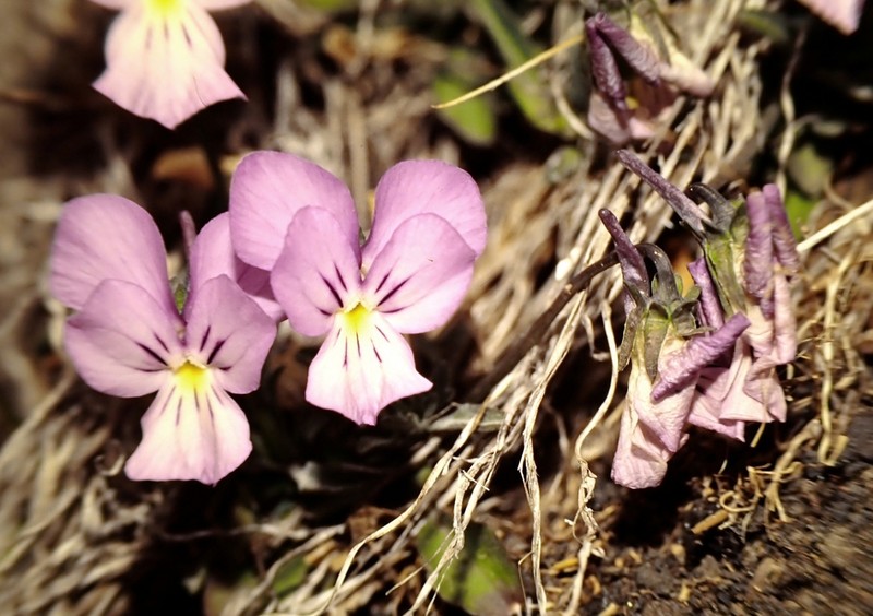 Viola aethnensis photo 3