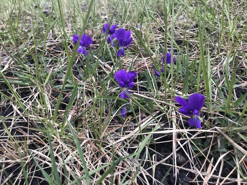 Viola aethnensis photo 4