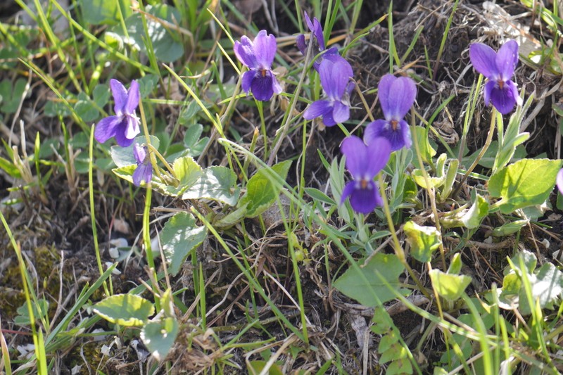Viola aethnensis photo 5