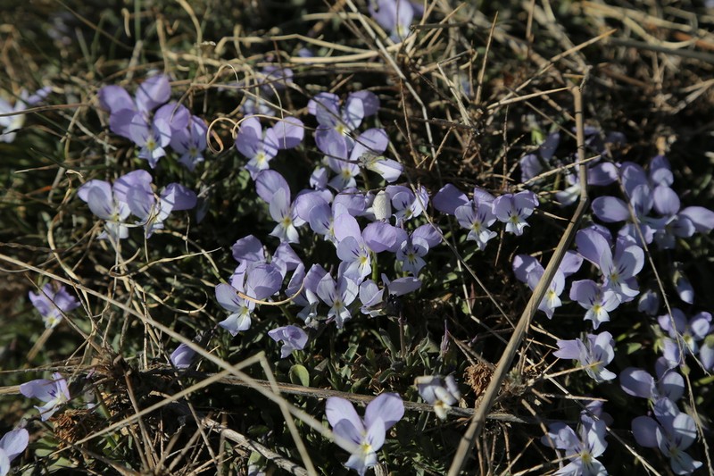 Viola aethnensis photo 6