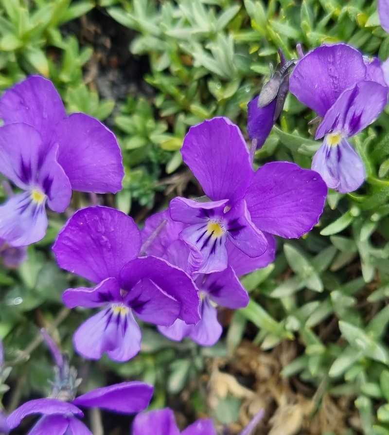 Viola aethnensis photo 7