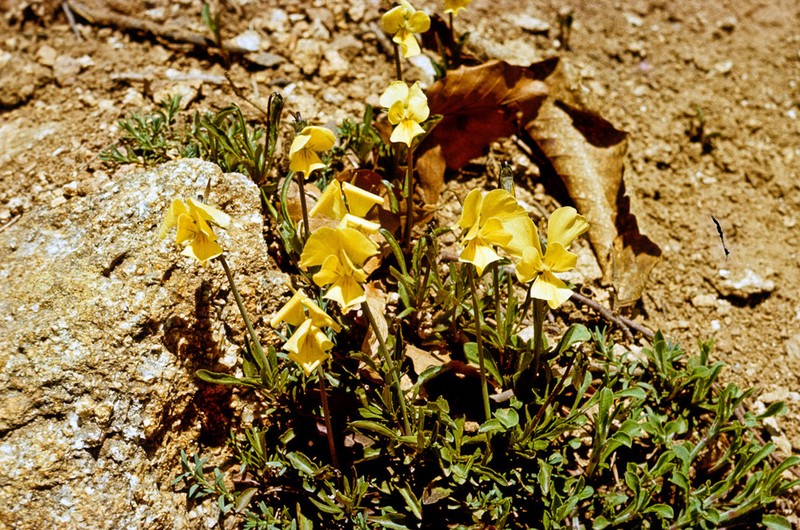 Viola aethnensis photo 8