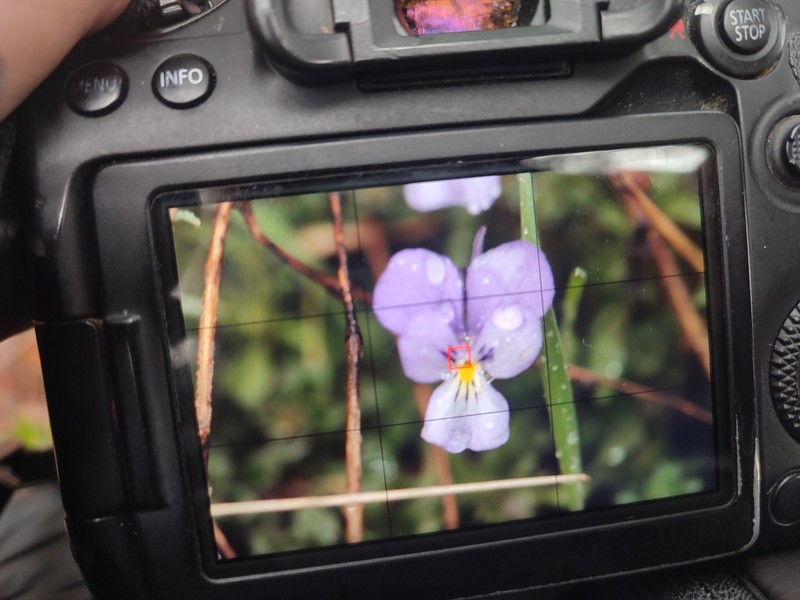 Viola aethnensis subsp. aethnensis