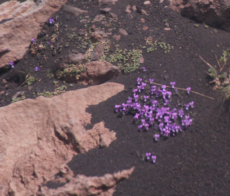 Viola aethnensis subsp. aethnensis photo 2
