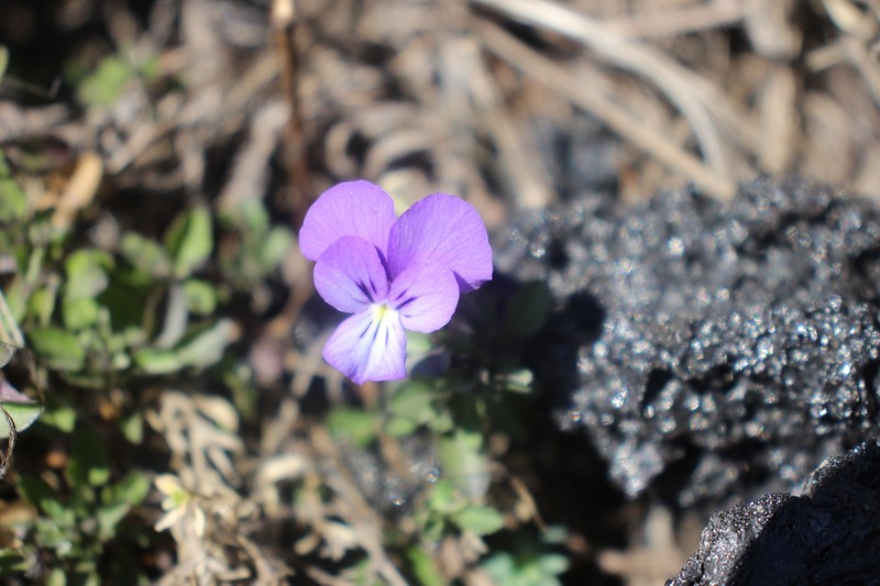 Viola aethnensis subsp. aethnensis photo 3
