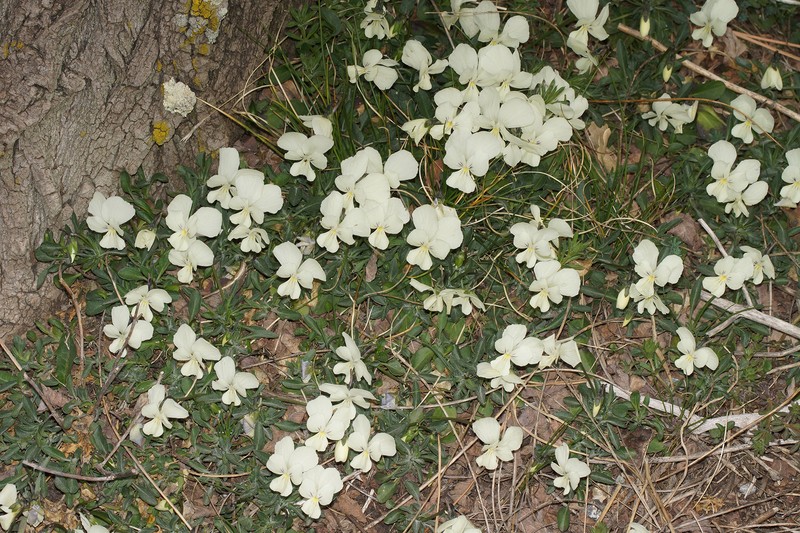 Viola aethnensis subsp. aethnensis photo 4