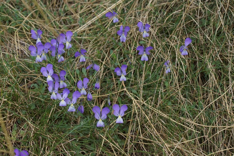 Viola aethnensis subsp. aethnensis photo 5