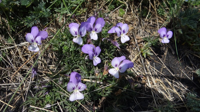 Viola aethnensis subsp. aethnensis photo 6