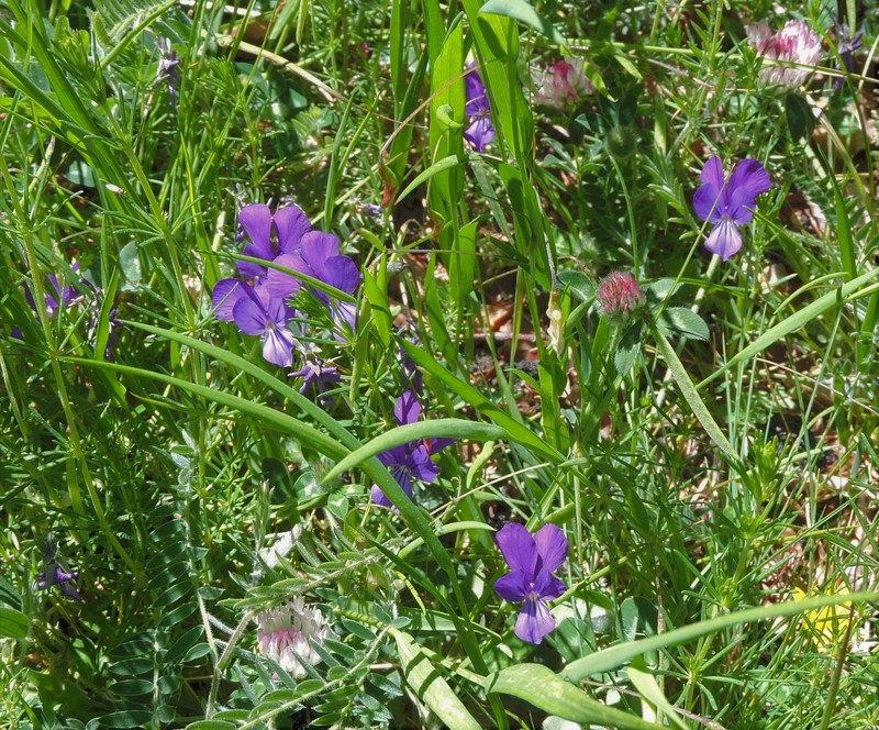 Viola aethnensis subsp. aethnensis photo 7
