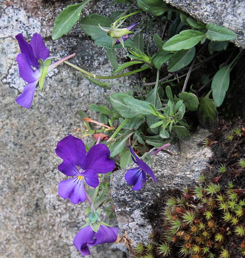 Viola aethnensis subsp. messanensis