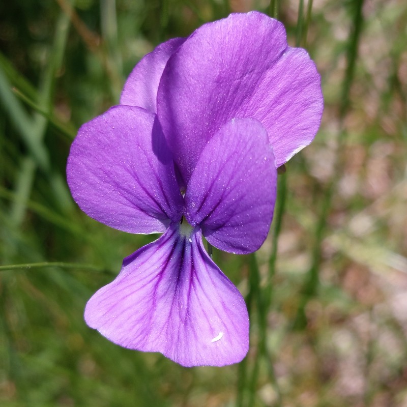 Viola aethnensis subsp. messanensis photo 2