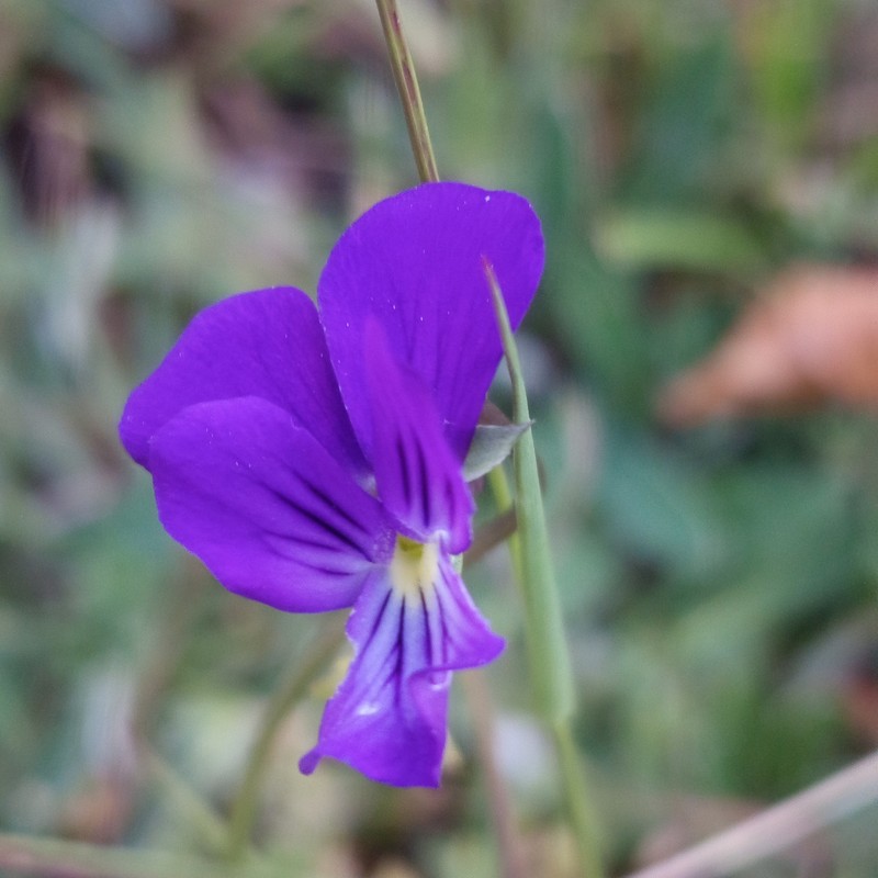 Viola aethnensis subsp. messanensis photo 3