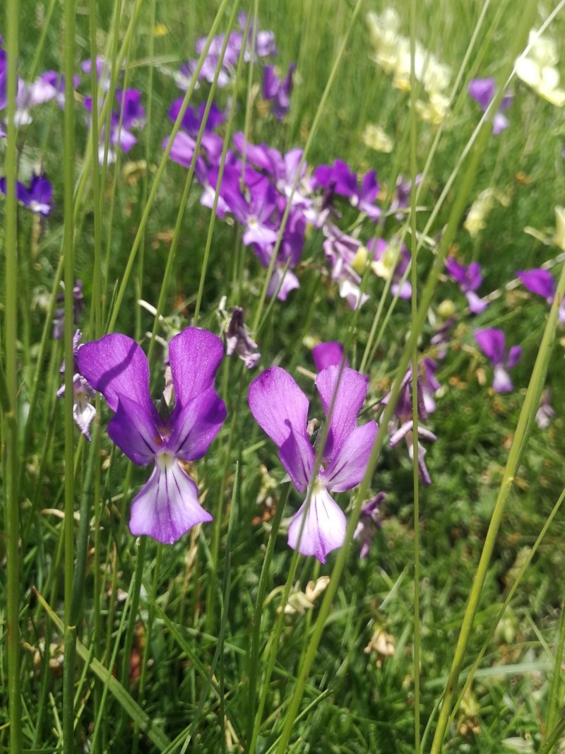 Viola aethnensis subsp. messanensis photo 4