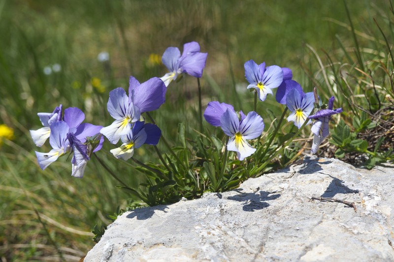 Viola aethnensis subsp. splendida