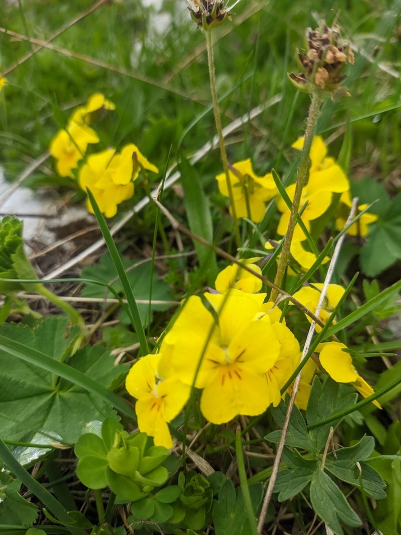 Viola aetolica