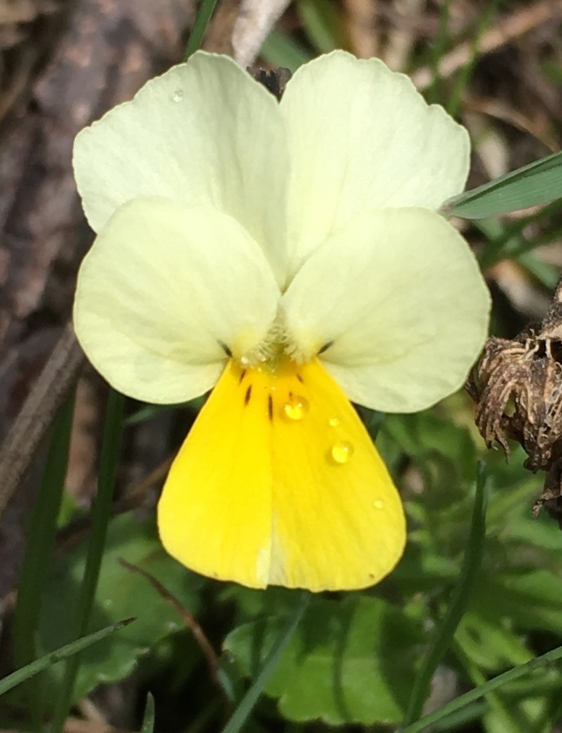 Viola aetolica photo 2