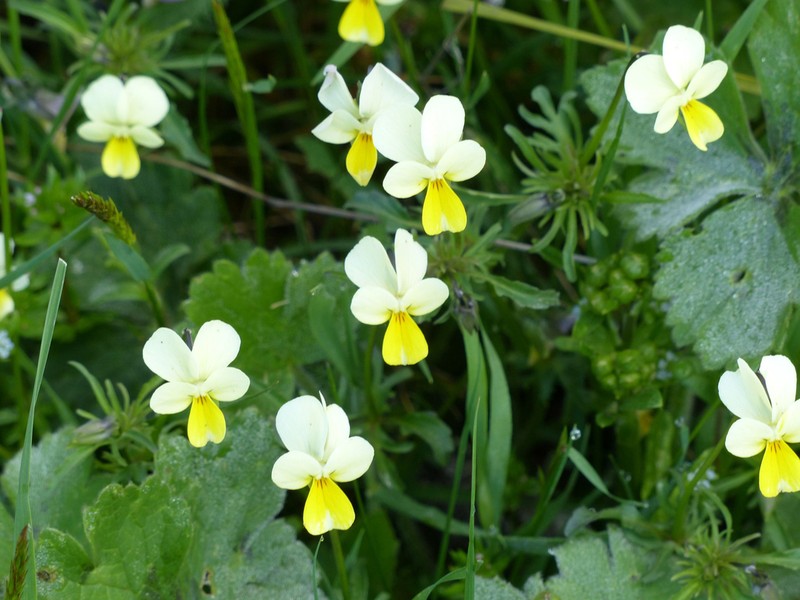 Viola aetolica photo 3