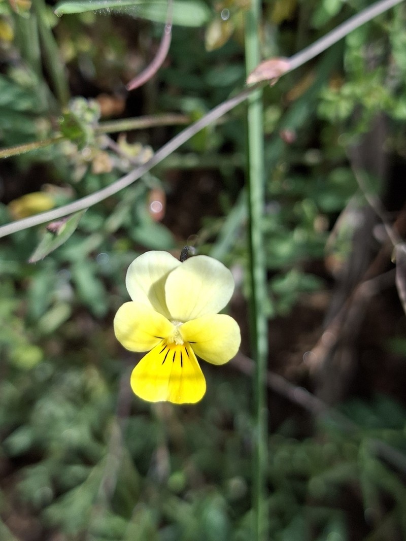 Viola aetolica photo 4