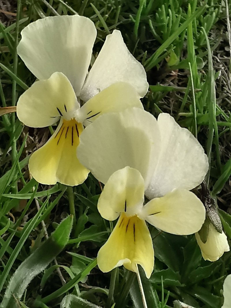 Viola aetolica photo 5