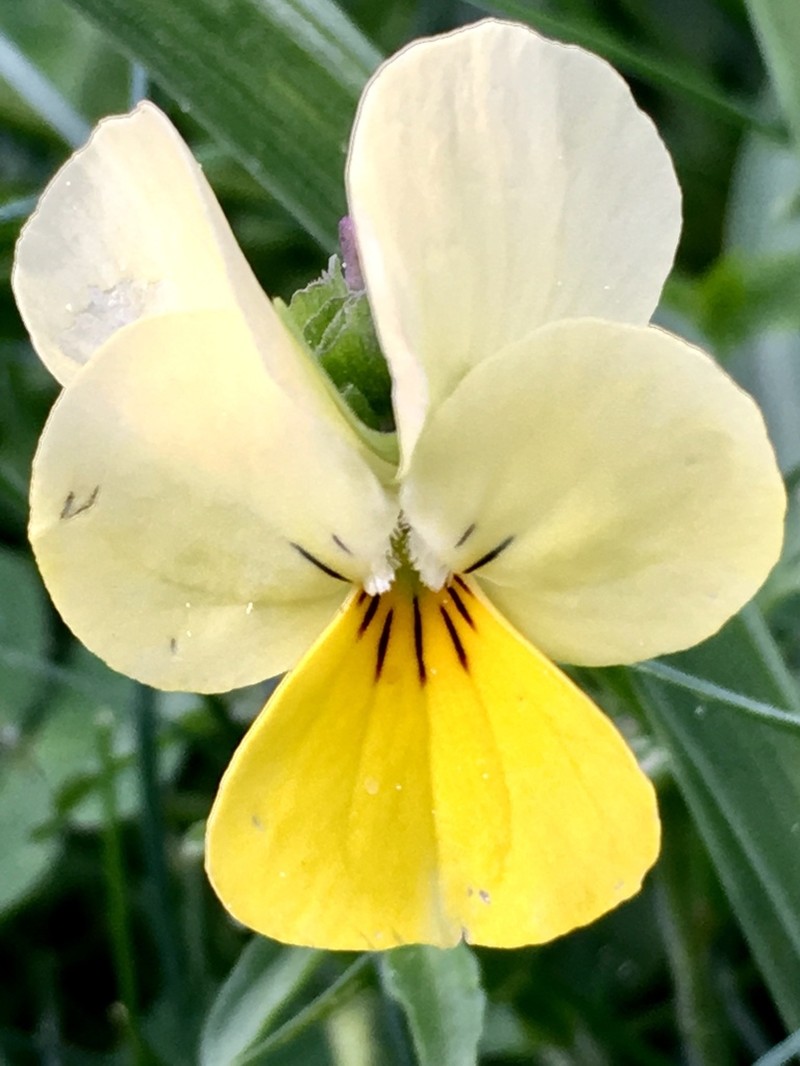 Viola aetolica photo 6