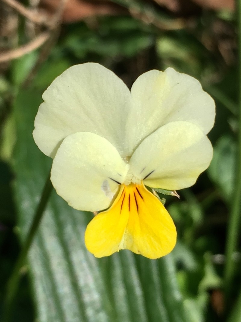 Viola aetolica photo 7