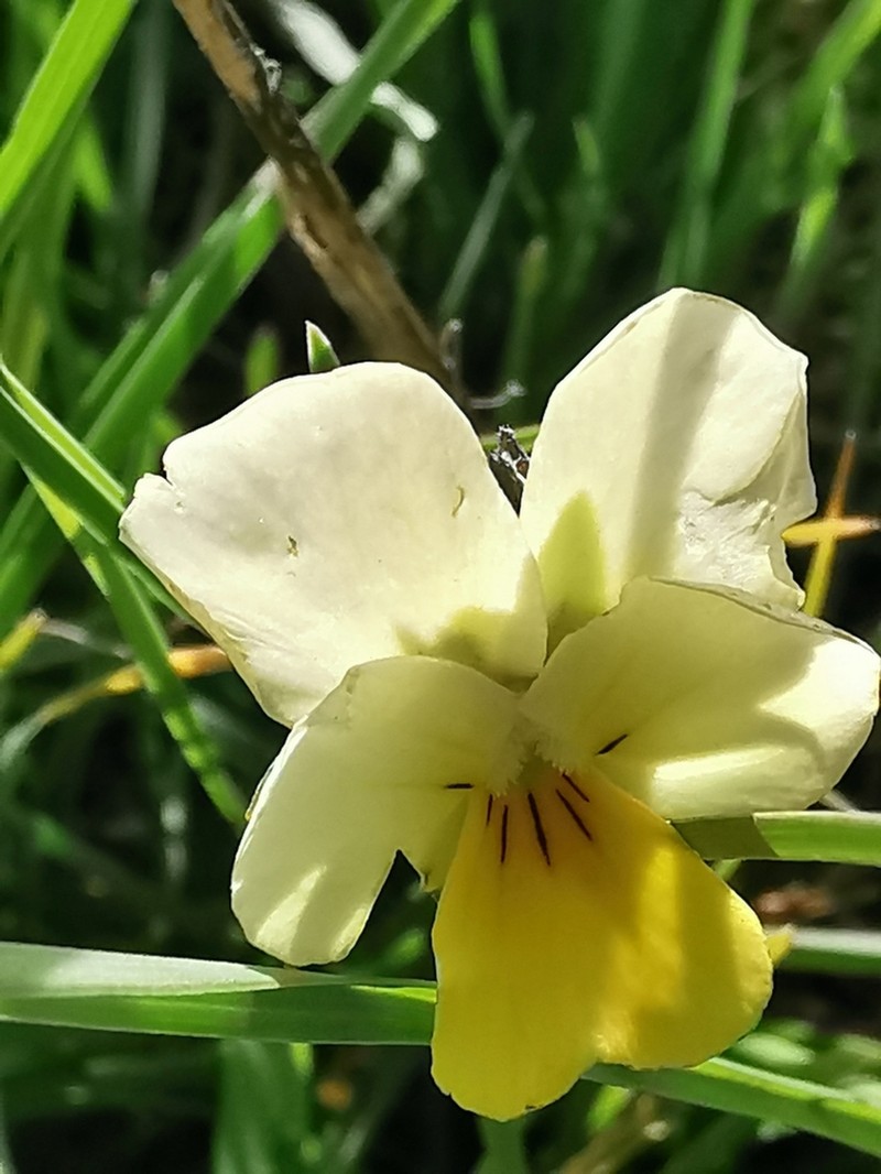 Viola aetolica photo 8