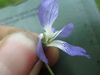 Sand Violet