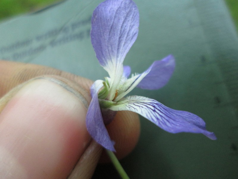 Sand Violet