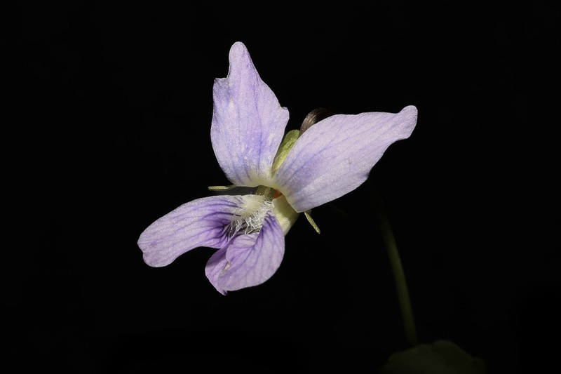 Sand Violet photo 2