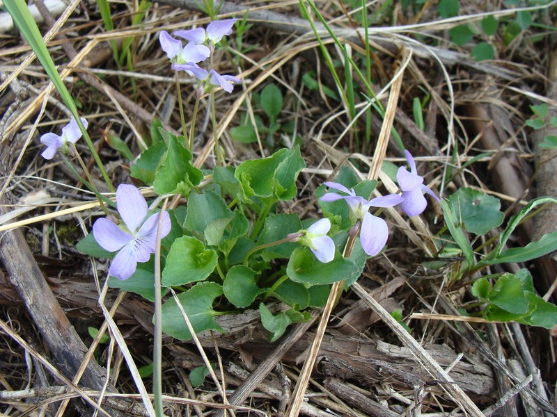 Sand Violet photo 4