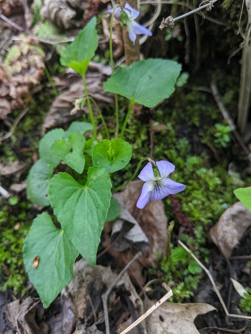 Sand Violet photo 5